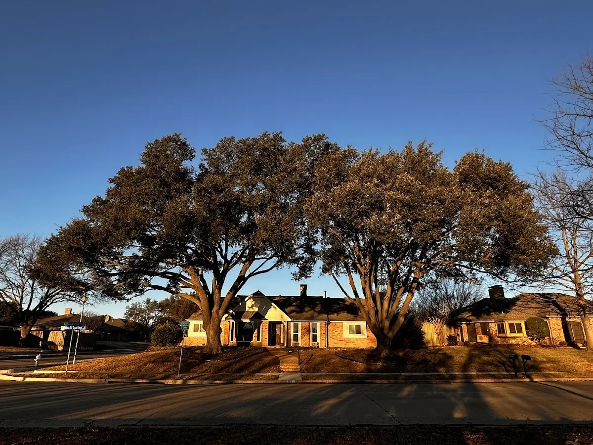 Established residential canopy tree shading a home in Natchitoches